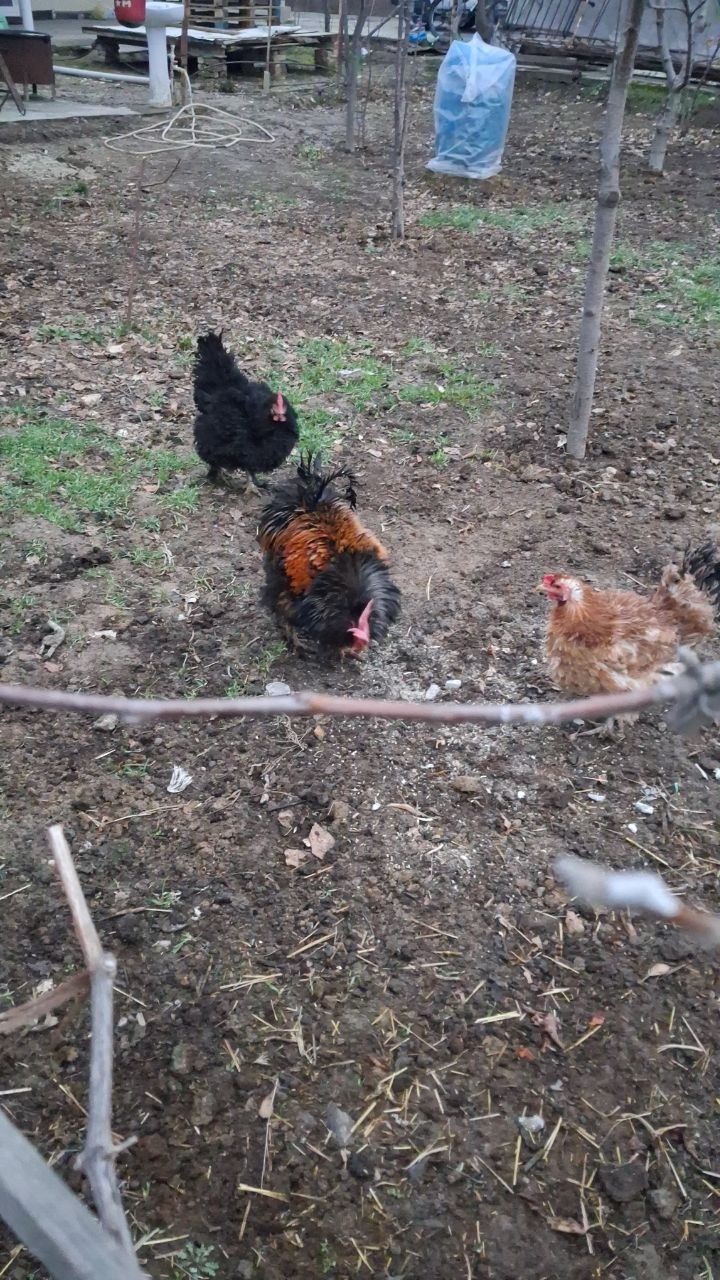 Parodali Xoroz tovuqlar sotiladi