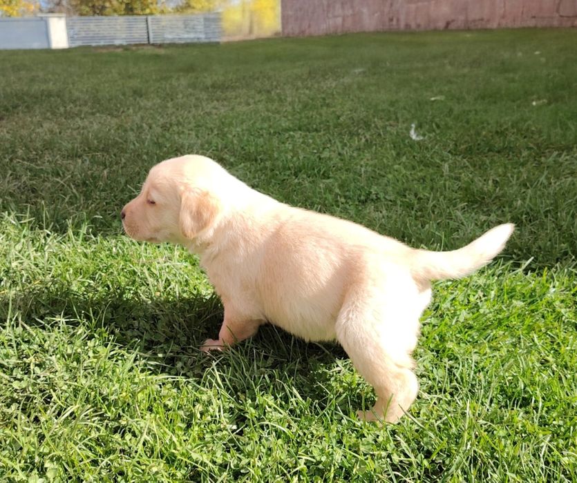 Labrador retriever