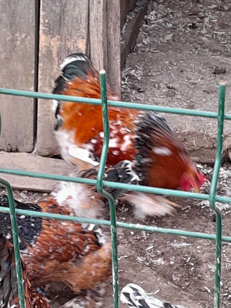 Perechea păsări din rasa brahma porțelan