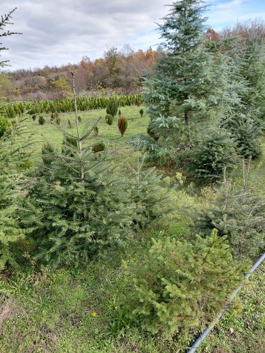 Коледни елхи за засаждане и рязани