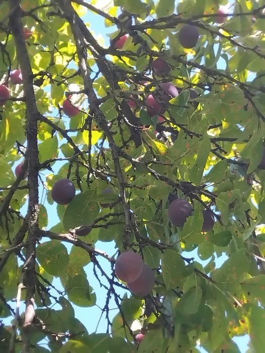 Vând prune văratice,dulci și zemoase,la Valea de Brazi ,Dodoconi