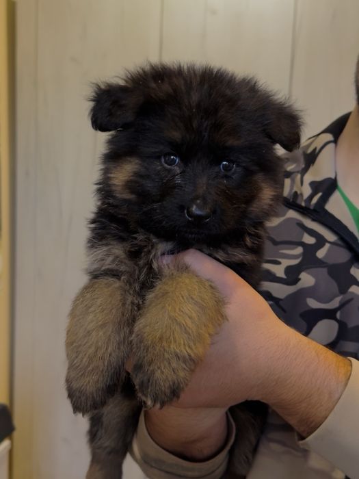 Немска Овчарка ( German Shephard)