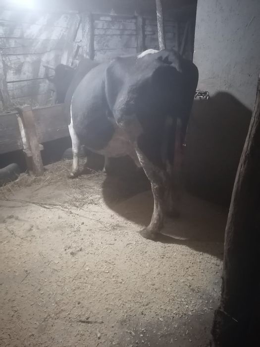 Vând vacă de ținut sau de abator