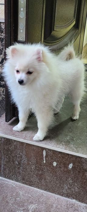 Продается собака