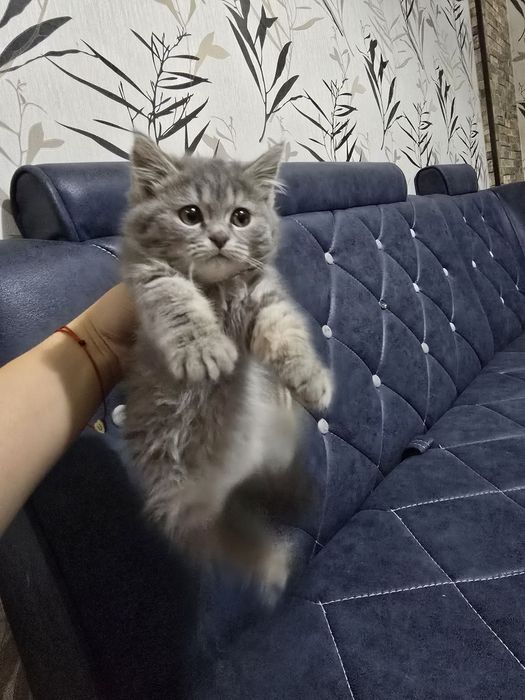 Zotdor mushuk sotiladi.