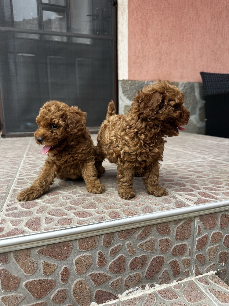 Пудел той / Poodle toy