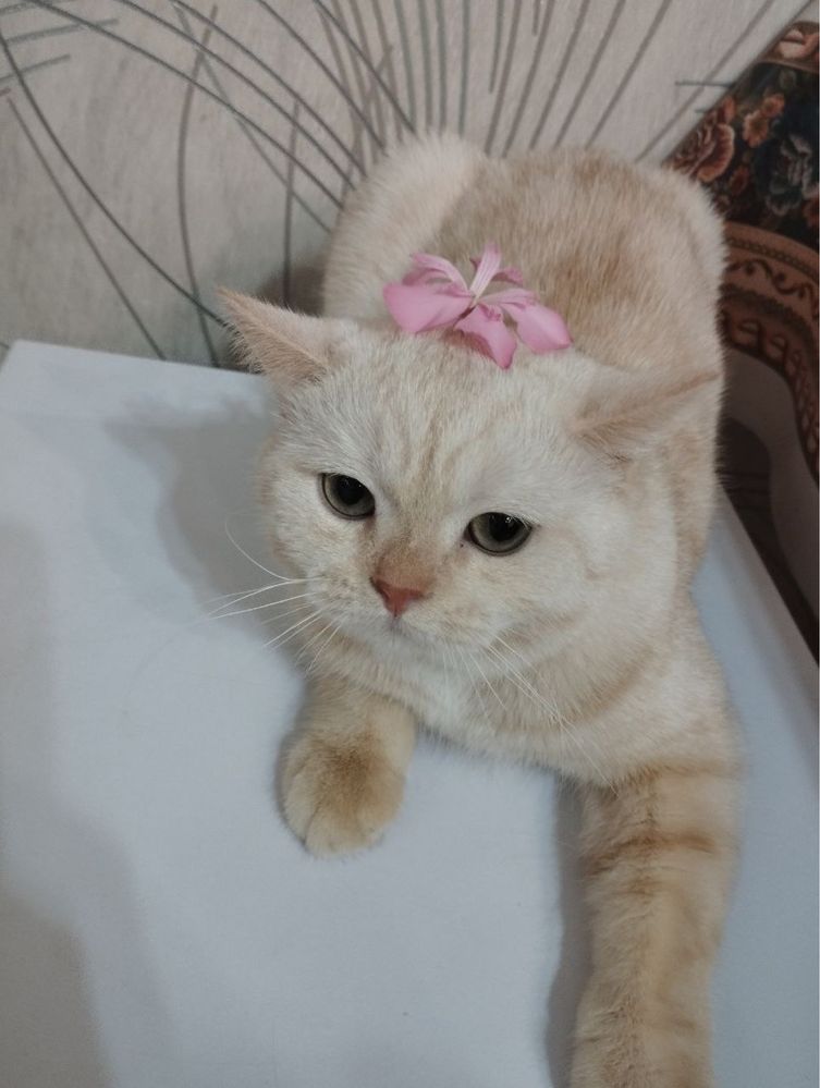 Toshkentli Yigitcha sotiladi