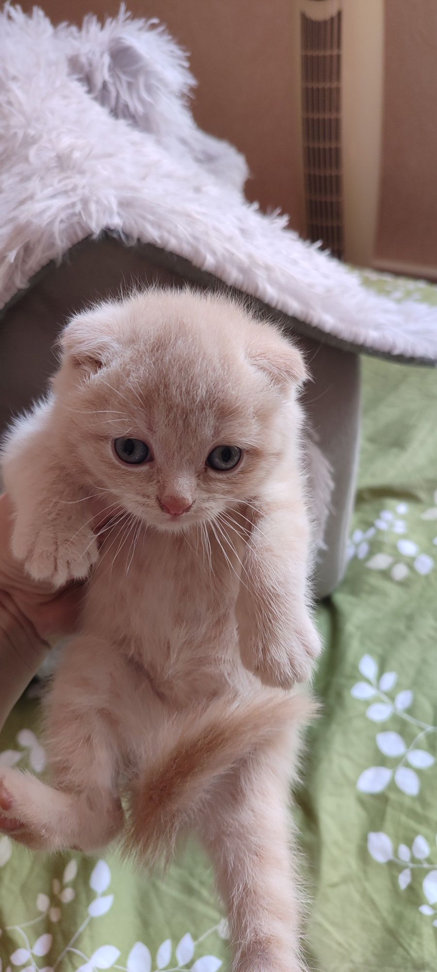 Продаются котята
