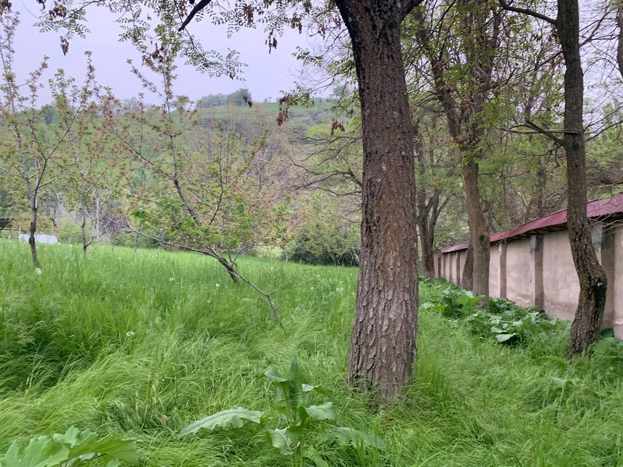 Kumushkonda joylashgan dalahovli sotiladi
