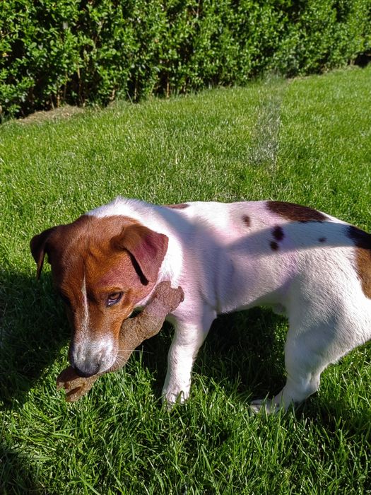 Джак Ръсел Териер