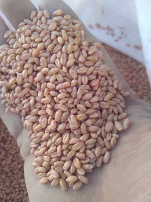 Bug'doyning qoyraqtosh navi