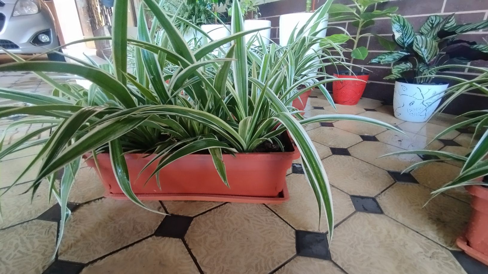 Xonadon Gullar sotiladi