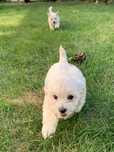 Pui bichon 3 luni vaccin si carnet