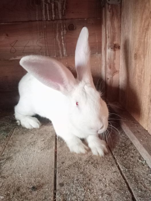 De vânzare iepuri de casa