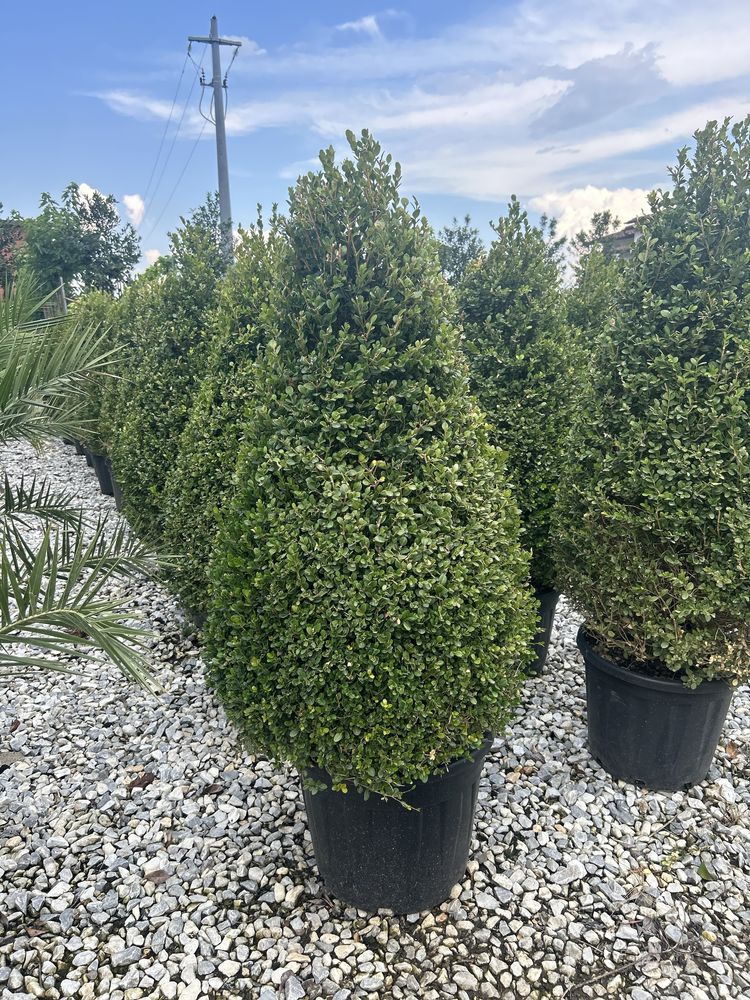 Plante ornamentale