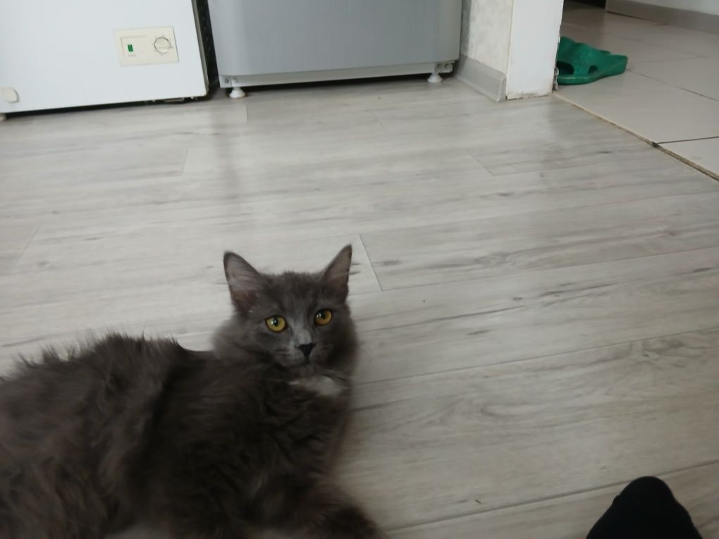 Добрая кошка,очень хорошая