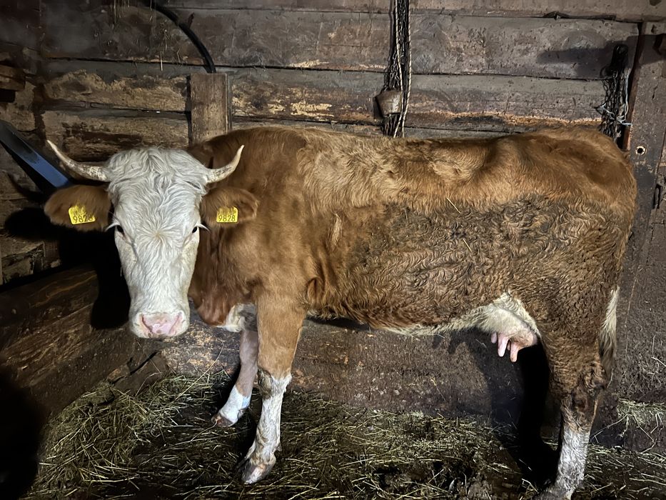 Vand junincă fătată recent cu vițel