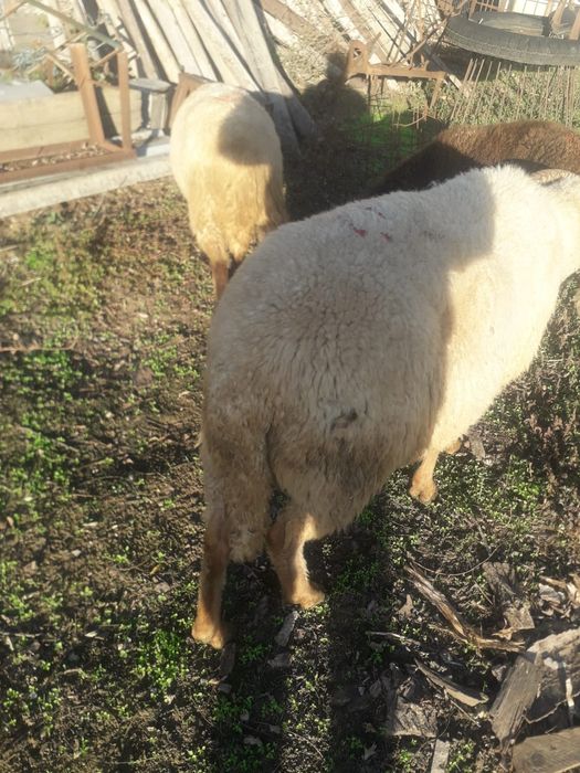 Vand berbec pentru pastrama.