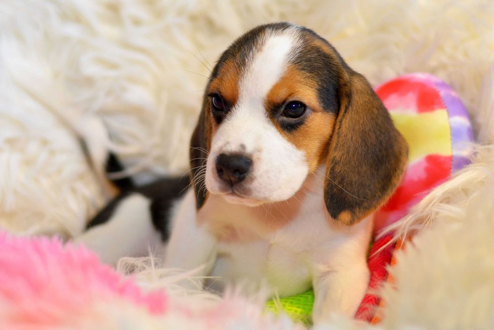 Femela Pui Beagle tricolor din parinti cu pedigree