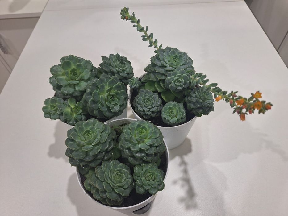 Комнатные цветы каменная роза