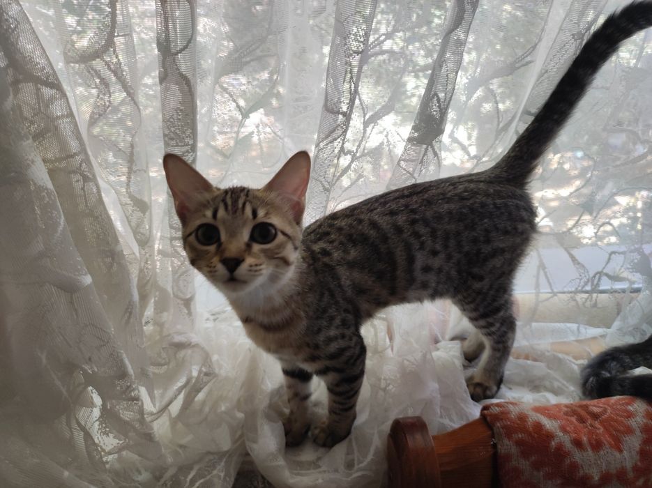 ОТДАМ котят в Добрые и надёжные руки. Сибирская короткошёрстная.