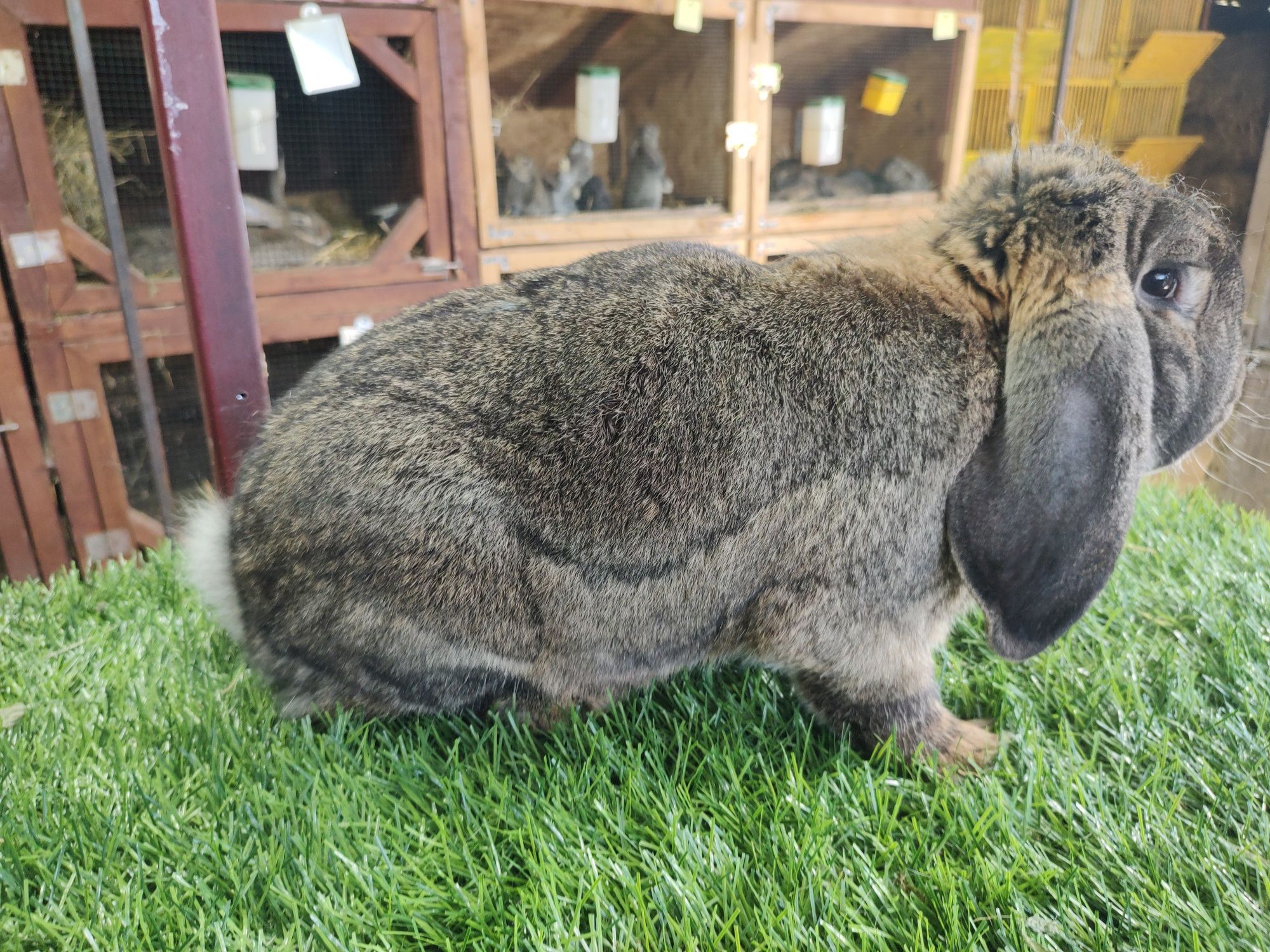 Berbec agouti tatuat