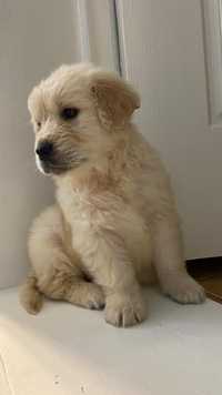 Vand golden retriever de calitate