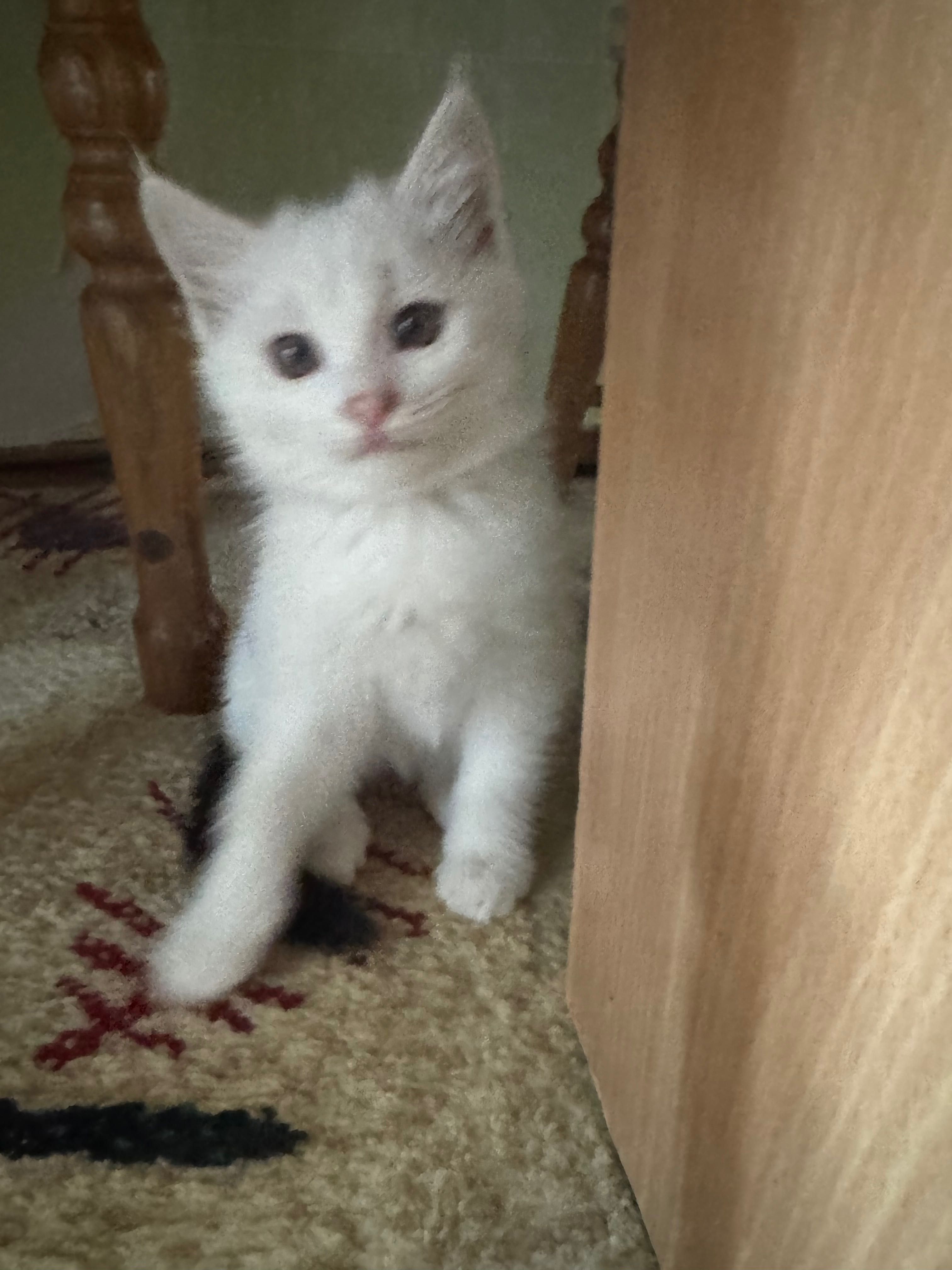 Отдадим котят бесплатно в добрые руки