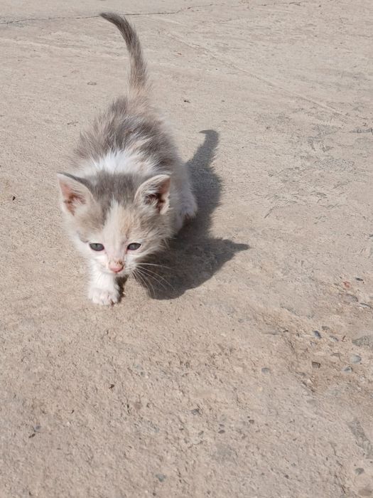 Мысыққққққққққққққ