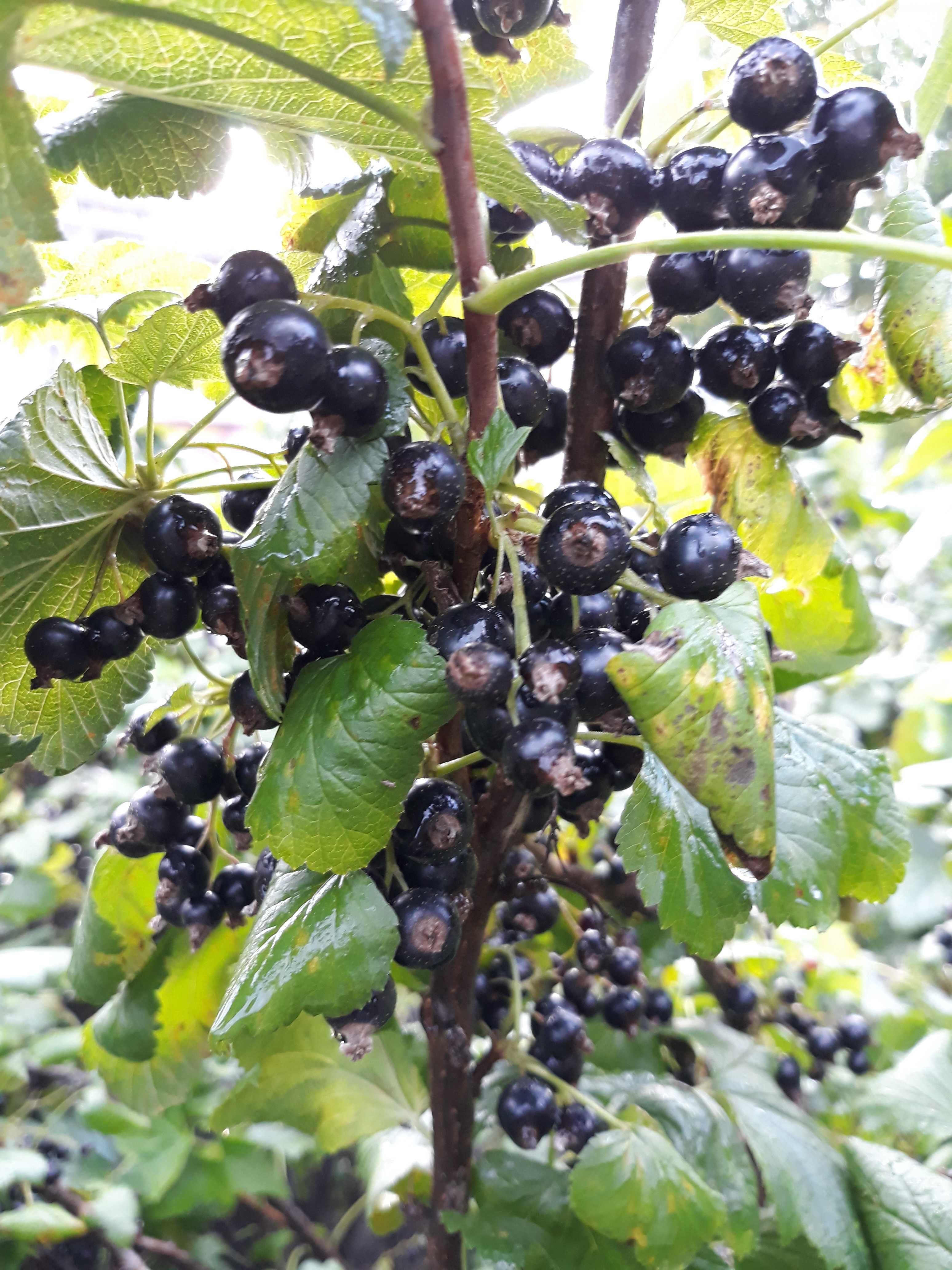 Sirop de coacăze negre