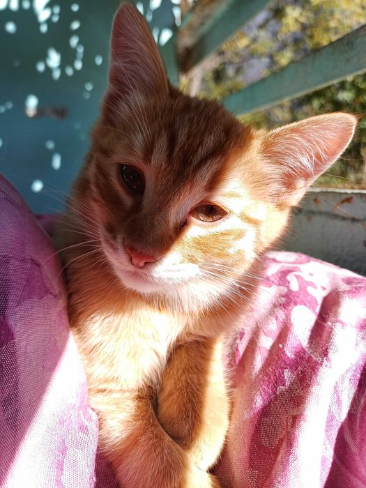 Две котета си търсят дом