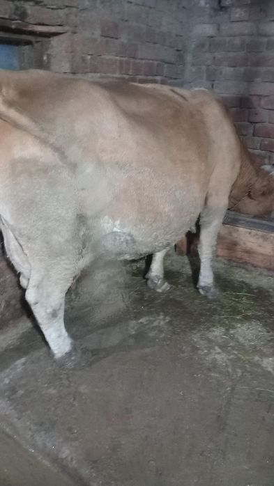 Vaca de vânzare, gestanta in 7 lun Sangeri