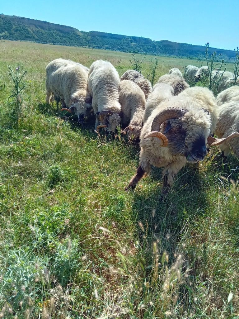 Berbeci oi de ținut și miei