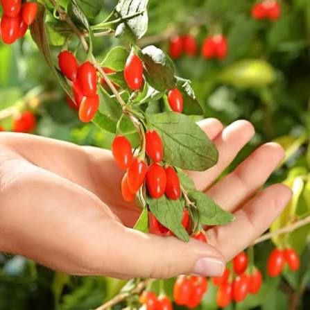 Arbuști Fructiferi (Goji )