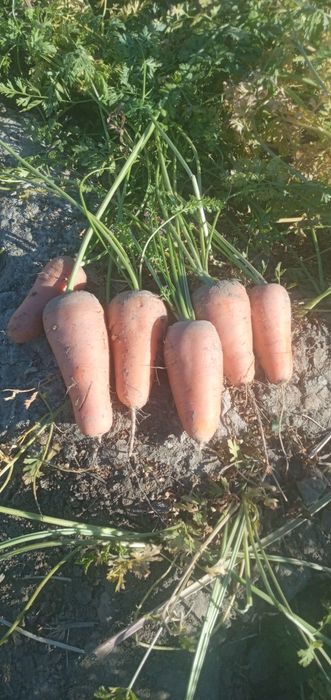 Марковь сатылады