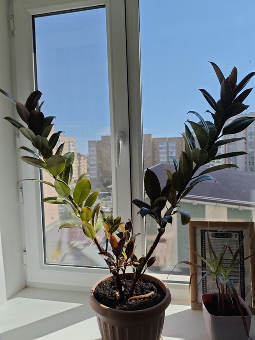 Комнатный цветок