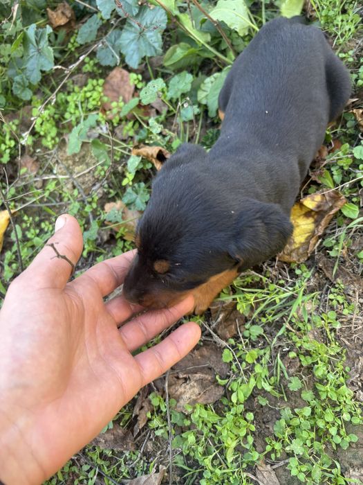 Ловджийски кучета