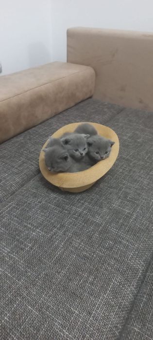 Pisoi British 2 luni