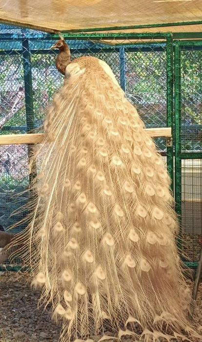 Персиковые павлины так же есть индийские и белые