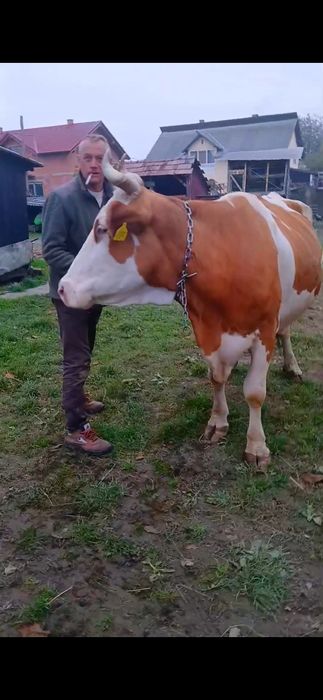 De vânzare gestanta