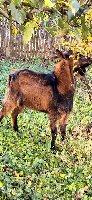 Oferta!!! Țap Alpin Francez-850 leii