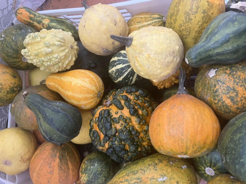 Декоративни тиквички/кратунки