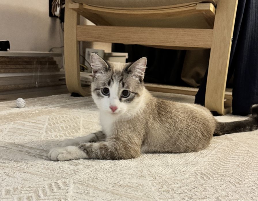 Помогите найти коту любящую семью!