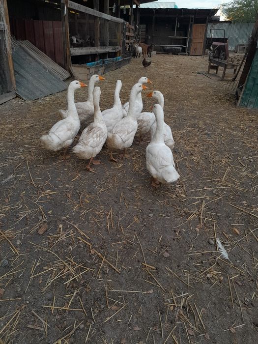 Продам хороших гусей