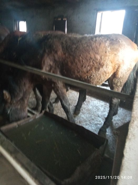 Продам жеребца 1.5 года .