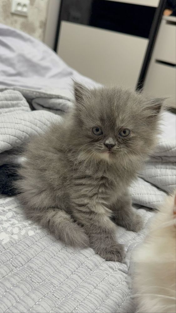 Котята 2мес сибирской породы