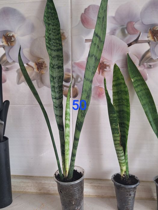 Продается цветок сансивьерия.Находимся на пр.Н.Абдирова