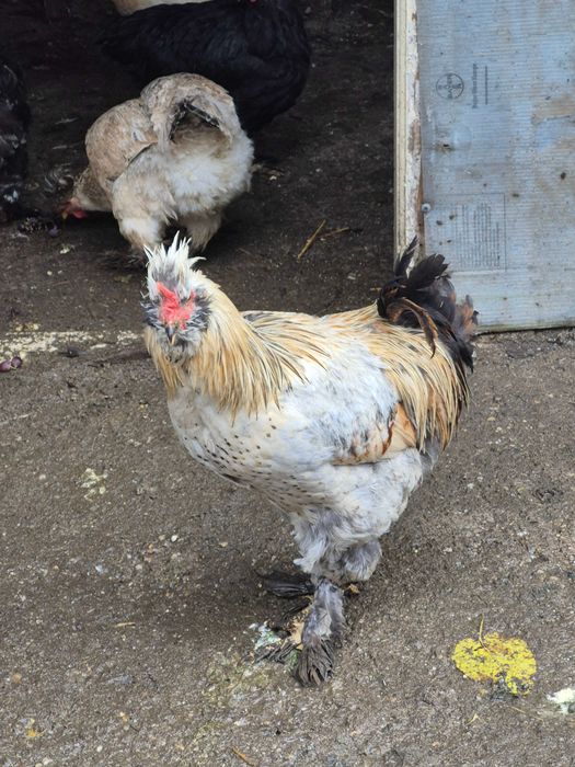 Cocosi motati si ratoi lesesti 2025