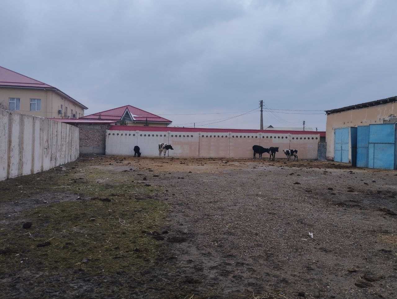 Karmana tumanida Omuxta, yem, shrot va sheluxa sotish binosi sotiladi