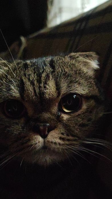 Mushuk sotiladi  paroda Shinshila